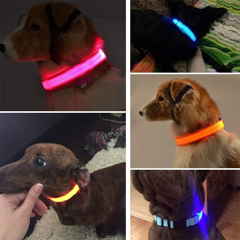 LED Dog Collar Glow light up in the dark safety